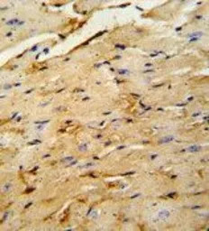 OAZ1 antibody, N-term