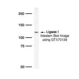 DNA ligase I antibody
