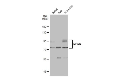 MDM2 antibody