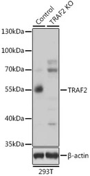 TRAF2 antibody