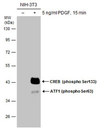 CREB (phospho Ser133) antibody