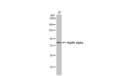 Hsp90 alpha antibody