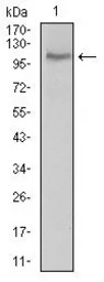 CLGN antibody [1C8B6]