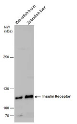 Insulin Receptor antibody
