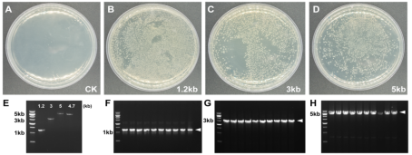 一步法快速克隆试剂盒 Hieff Clone® Plus O