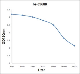AMPK gamma 3 antibody