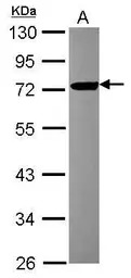FBXL17 antibody [C1C3]