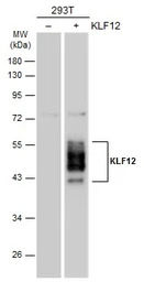 KLF12 antibody