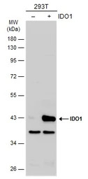 IDO1 antibody