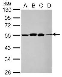 RUVBL1 antibody