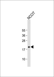 HMGA1 antibody, C-term