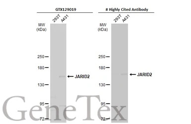 JARID2 antibody