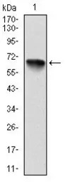 RSK2 antibody [4E10]