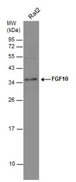 FGF10 antibody