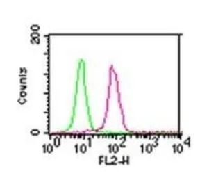 IKK alpha antibody [14A231]