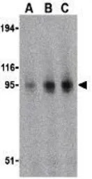 TLR11 antibody