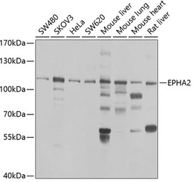 EphA2 antibody