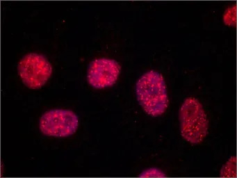 TRF1 antibody [TRF-78]