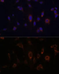 Glutaredoxin 1 antibody