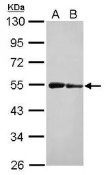ST3GAL3 antibody
