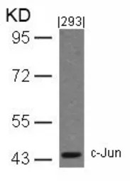 c-Jun antibody
