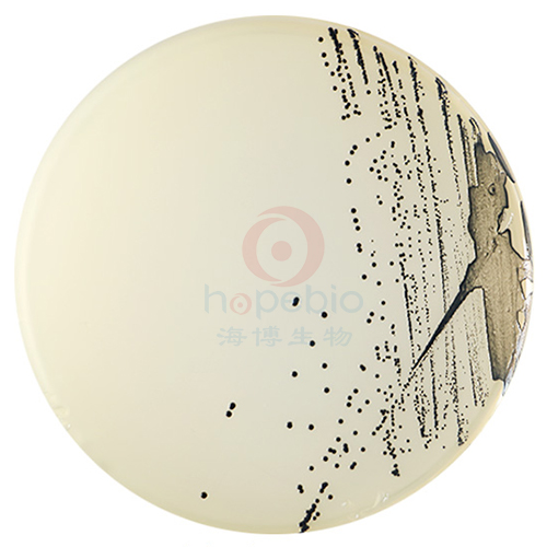 Baird-Parker琼脂平板(9cm)