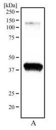 Ogg1 antibody