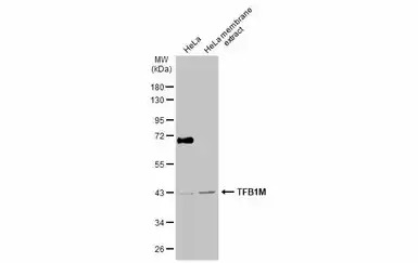 TFB1M antibody