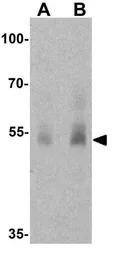 SLC29A1 antibody