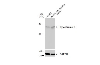 Cytochrome C antibody