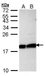 UBE2L3 antibody