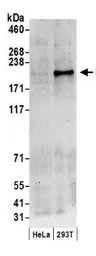 DNMT1 antibody