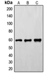 FYN (phospho Tyr530) antibody