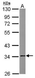 Annexin V antibody [N2C3]