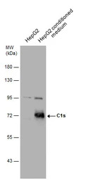 C1s antibody