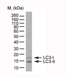 LC3A/B antibody, N-term