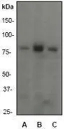 PI3 kinase p85 alpha antibody 