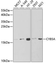 Cytochrome b5 antibody