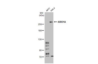 ARID1A antibody