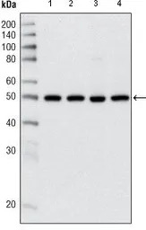 HDAC3 antibody [7G6C5]