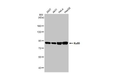 Ku80 antibody [9403]