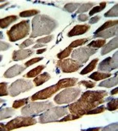 EMILIN1 antibody, N-term