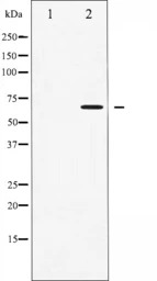 AMPK alpha 1 (phospho Thr183) 