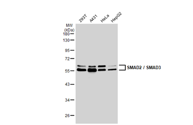SMAD2 / SMAD3 antibody