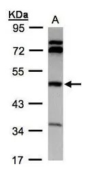 BHMT antibody
