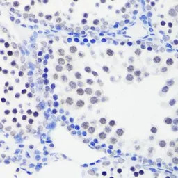 Histone H3R26me1 (mono-methyl 