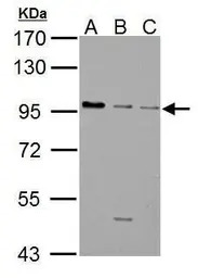 GABA B Receptor 1 antibody [N2