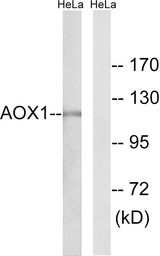 AOX1 antibody