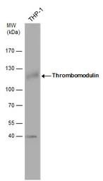 Thrombomodulin antibody [C3], 