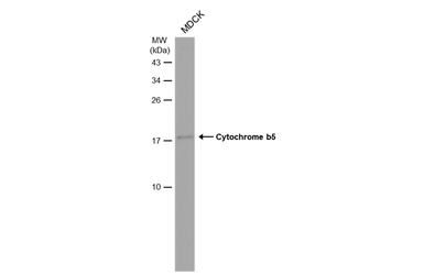 Cytochrome b5 antibody [N1C3]